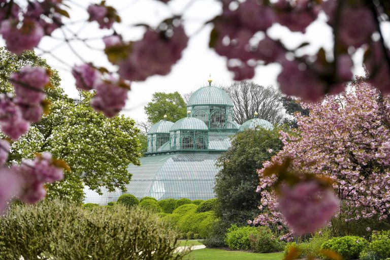Brussels , 17 April 2015 
In 1873, architect Alphonse Balat designed for King Leopold II a complex of greenhouses which complement the castle of Laeken, built in the classical style. The complex has the appearance of a glass city set in an undulating landscape. The monumental pavilions, glass cupolas, wide arcades that cross the site like covered streets, are much more than an anecdote on the architectural applications of iron and glass or on little greenhouses of exotic plants. Like each year at the same season, the greenhouses at the Royal Castle of Laeken opened to the public during almost three weeks. This tradition has been carried on for a century. 
Credit Frederic Sierakowski / Isopix