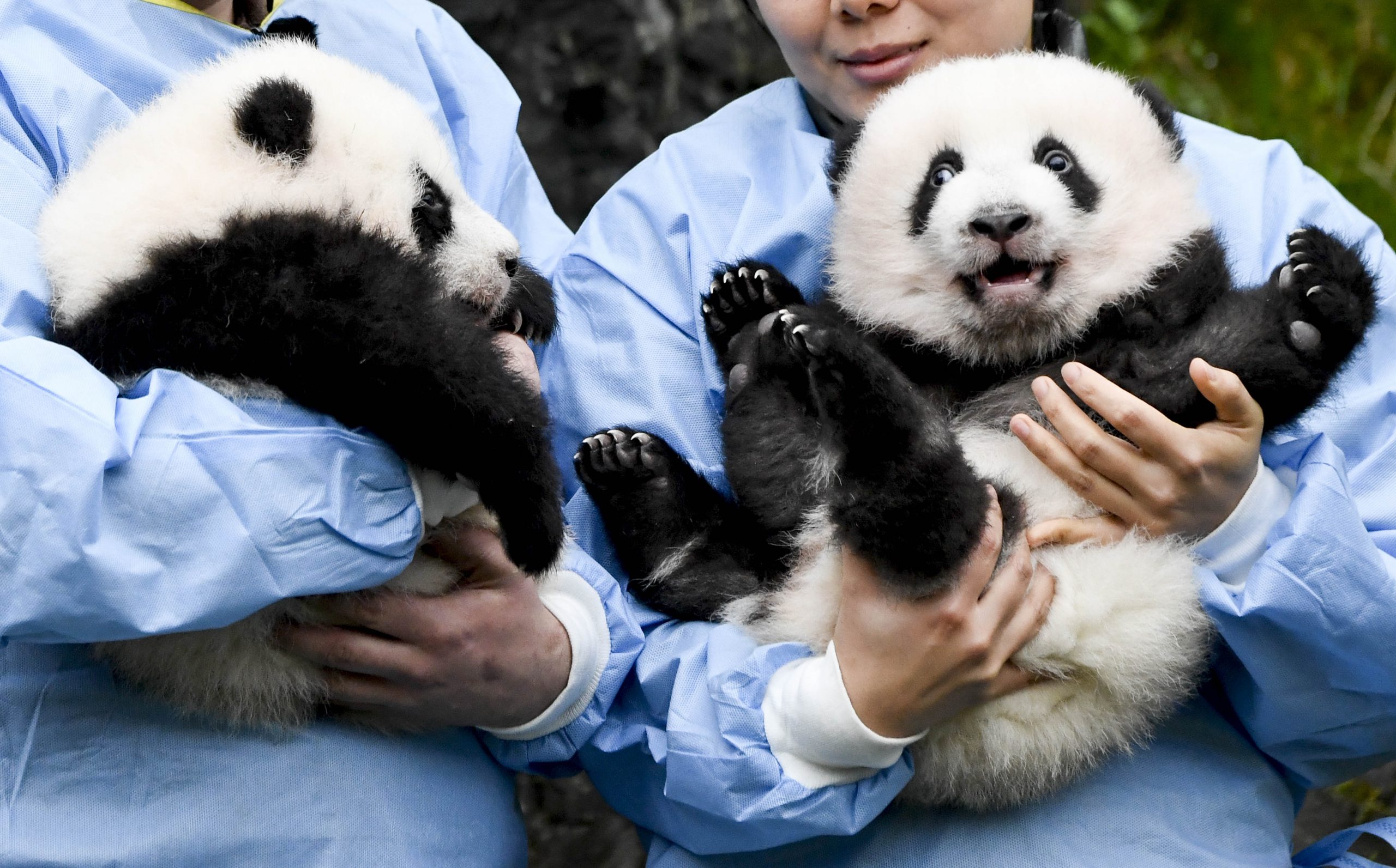Brugelette , 14/11/2019
His Excellency Cao Zhongming, Ambassador of the People's Republic of China to the Kingdom of Belgium and Eric Domb Chairman and Founder of Pairi Daiza are pleased to invite you to the official ceremony and presentation of the names of - Baby girl Bro Mei- and - Baby boy Bao Di- , the giant panda twins born in Pairi Daiza on August 08, 2019.
Pix :
Credit : Frederik Sierakowski / Isopix