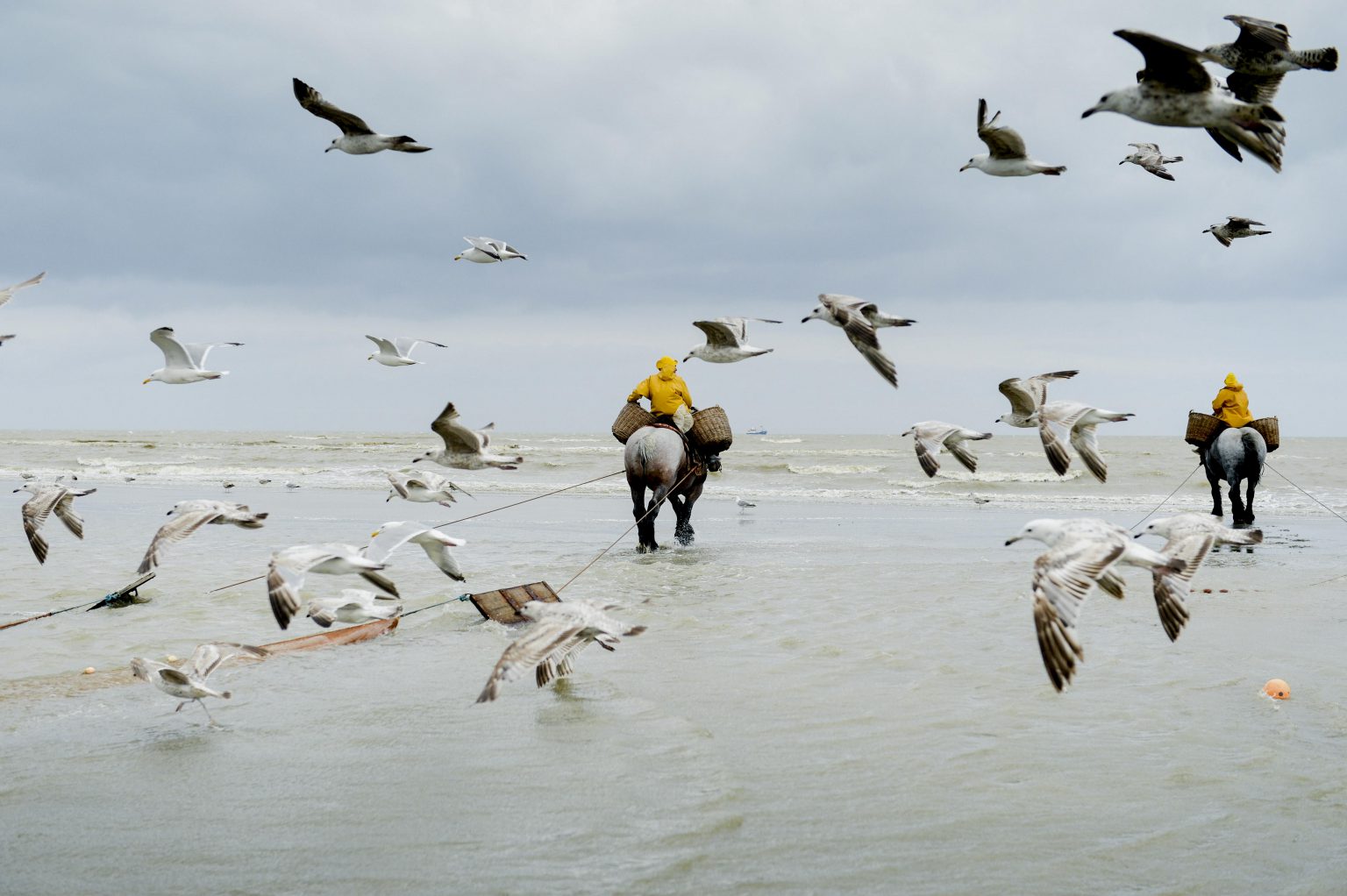 Oostduinkerke June 13, 2013 
Illustration picture over the ' Orde van Paardevisser ' (shrimp fishermen on horseback) of Oostduinkerke 
Pix....  shrimp fishermen 
Credit Frederic Sierakowski / Isopix  *** local caption *** 21048841