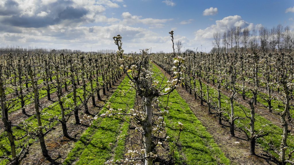 Tongeren, 13/04/2021
Illustration picture shows an apple orchard in bloom in the spring during this period of late frost
Pix :
Credit : Frederic Sierakowski / Isopix