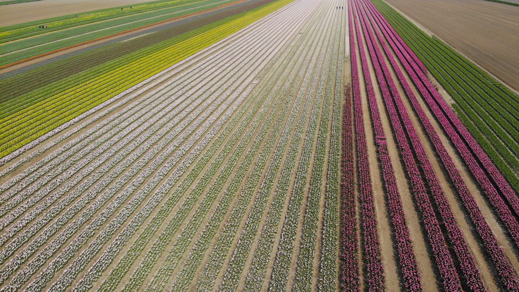 Sint-Gillis-Waas / Meerdonk, 21/04/2021
In the North of Waasland. Every year a part of this region gets used by Dutch farmers to plant new tulip bulbs and around mid April thousands of tulips brighten up. The start of Spring means that tulip season is right around the corner. Every year from mid-April until the start of May the tulip fields burst out in all of their vibrant colours. 
Pix : 
Credit : Frederic Sierakowski / Isopix