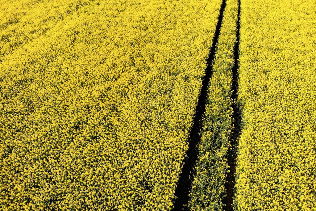 Nivelles , 30/04/2019 Illustration picture shows flowers and fields of rapeseed / Colza 
Credit : Frederic Sierakowski / Isopix